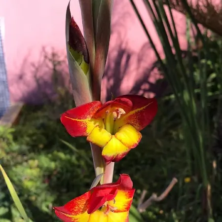 Ocean View Ponta do Pargo