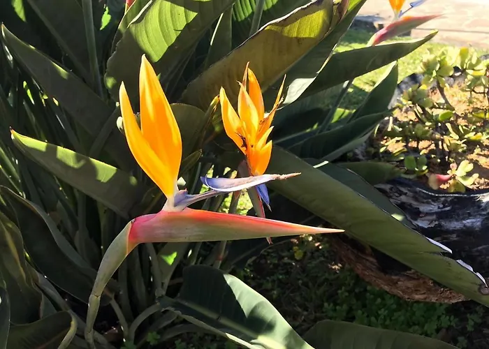 בית נופש Ocean View