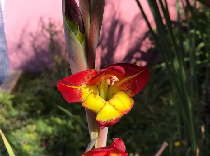 Ocean View פונטה דו פארגו